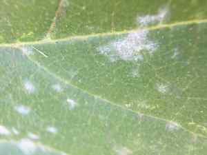 powdery mildew